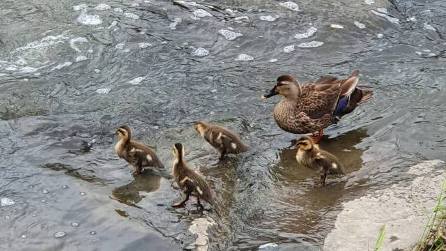 삼성전기 수업사업장 인근 원천리천에서 오리 가족이 발견됐다.(사진=삼성전기)