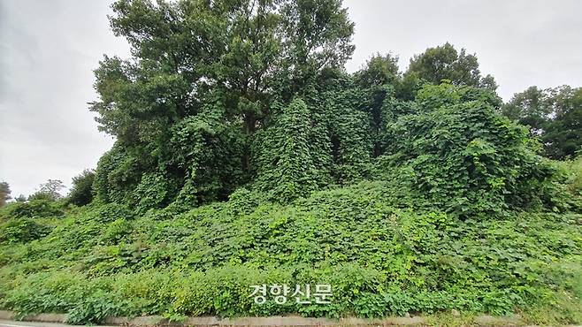 대전 유성구 하기동에 대로변 야산에 칡덩굴 등 온갖 덩굴식물이 숲을 뒤덮고 있다. 윤희일 선임기자