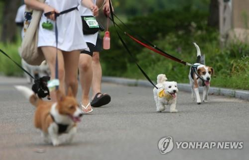 반려동물 자료사진