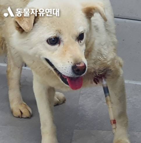 동물자유연대는 마취총을 쏜 지자체에 묻고 싶다고 했다. "임신한 이 유기견이 마취총 주사를 쏠만큼 위협적이었느냐"고./사진=동물자유연대