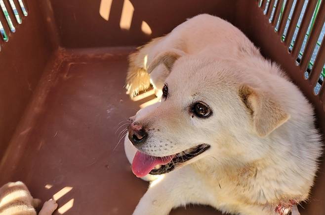 구조된 유기견 '가온이'의 모습./사진=동물자유연대