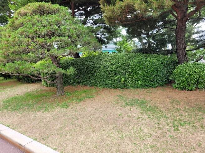 지난 20일, 청와대 대정원 주변 잔디가 죽어 누렇게 바닥을 드러내고 있다. 사람들의 발길이 닿기 힘든 소나무 바로 아래만 동그랗게 푸른 잔디가 살아남았다. 누런 흙바닥을 드러낸 곳과 뚜렷한 대비를 보이는 풍경이 처참하다. 김예진 기자