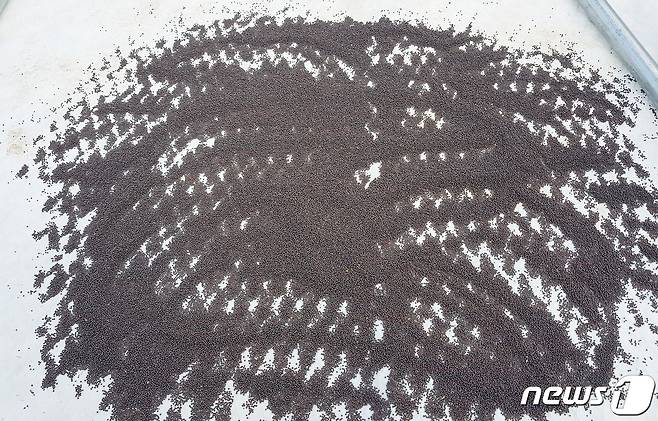 배추 신품종 '괴산1호' 종자.(괴산군 제공)© 뉴스1