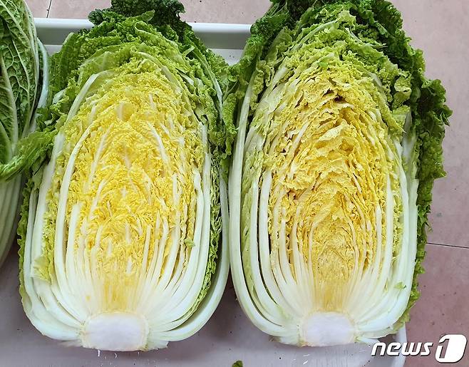 배추 신품종 '괴산 1호'.(괴산군 제공)© 뉴스1