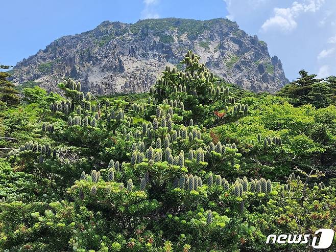 한라산 구상나무(제주도 제공)© 뉴스1