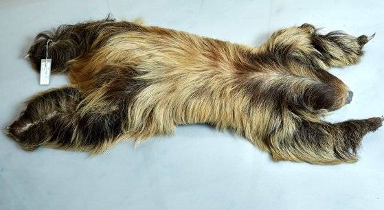 덥수룩한 털이 인상적인 나무늘보.