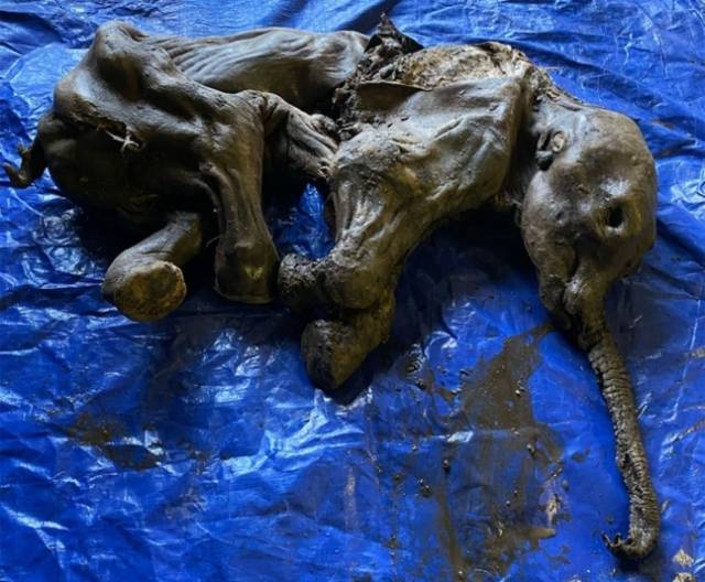 캐나다에서 발견된 새끼 매머드 사체. AFP/연합뉴스