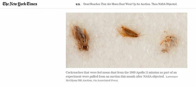 지난 4월 미국의 한 유명 옥션에서 달 먼지를 먹인 바퀴벌레 3마리가 약 5000만원에 경매가 성사될 뻔 했으나 지난 23일 NASA의 반대로 무산됐다. 사진은 해당 벌레의 모습. /사진=뉴욕타임즈 사이트 캡처