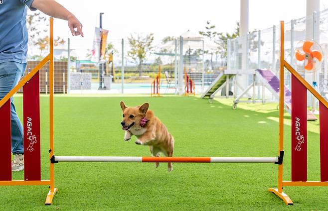 의성펫월드의 스타, 파도. 웰시코기종으로, 장애물넘기 선수다. [채지형 작가]