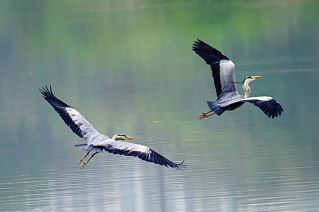 데이트 비행. 푸르른 봄날의 싱그러운 기운이 호수에 가득한 가운데 한 쌍의 왜가리가 데이트를 합니다. 때로는 몸이 부딪칠 듯 가까이 날다가 때로는 앞서거니 뒤서거니 하면서 거리를 유지합니다. 위로 솟구치기도 하고 아래로 급강하도 하며 봄날을 만끽합니다.