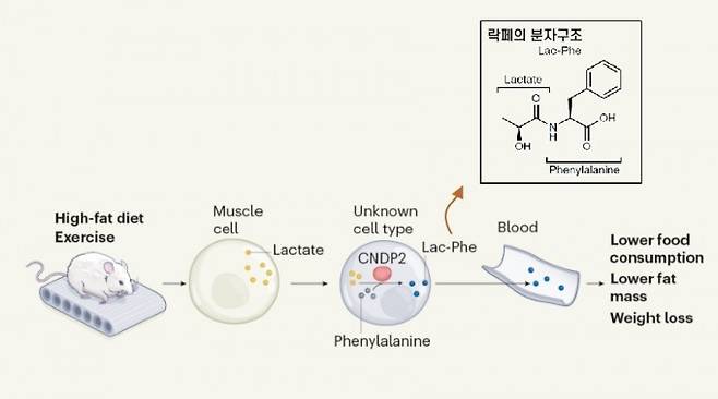 지방 식이를 하는 생쥐가 러닝머신에서 나가떨어질 때가지 운동을 하면 근육세포에서 젖산이 과도하게 만들어진다. 몇몇 세포에서 CNDP2 효소가 젖산과 페닐알라닌으로 락페(Lac-Phe)를 만들어 혈액으로 방출하고 그 결과 식욕이 떨어져 먹이 섭취량이 줄고 살이 빠진다. 오른쪽은 락페의 분자구조다. 네이처 제공