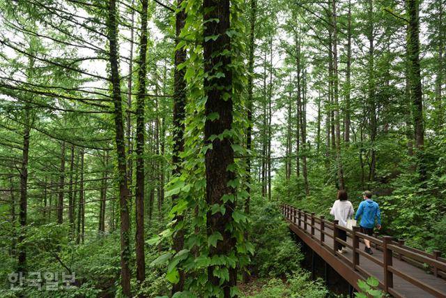 소백산 옥녀봉 자락의 국립산림치유원 데크로드. 누구가 걸을 수 있게 개방된 숲길이다.