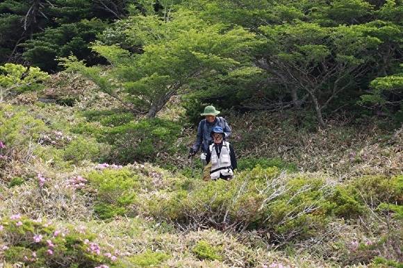 한라산국립공원에 탐방로를 벗어난 무단입산자들이 불법으로 등반하고 있다 [사진=한라산국립공원관리소]