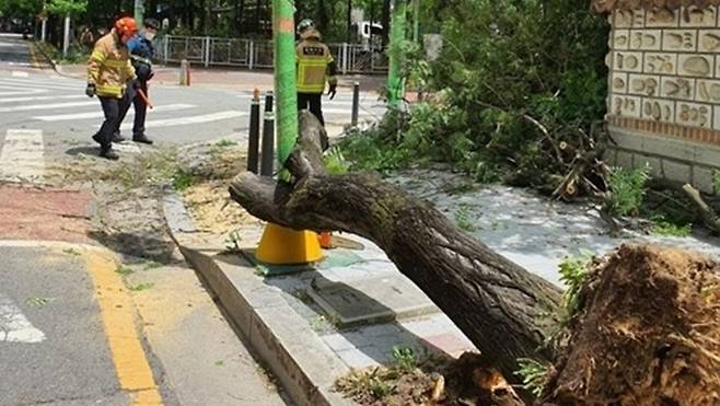 충북 청주시 서원구 분평동의 한 가로수가 28일 강한 바람에 뿌리가 뽑혀 쓰러져 있다. 연합뉴스