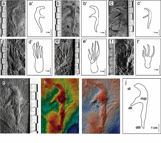 전남대 허민교수팀,  군집생활  익룡 군락 화석지 발굴(익룡 발자국 )
