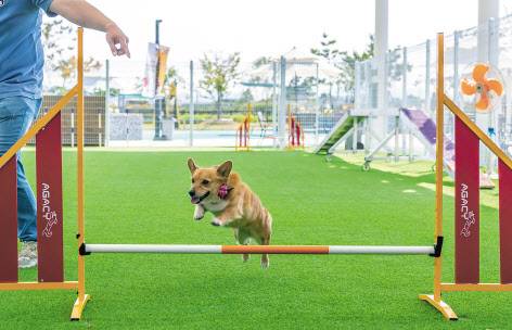 의성펫월드의 스타, 파도. 웰시코기종으로, 장애물넘기 선수다.