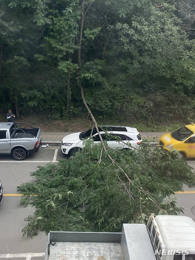 [청주=뉴시스] 조성현 기자 = 28일 오후 5시10분께 충북 청주시 청원구 주중동 한 도로에서 나무가 쓰러져 보행자와 차량 통행에 불편을 주고 있다. (사진=독자 제공) 2022.06.28. photo@newsis.com *재판매 및 DB 금지