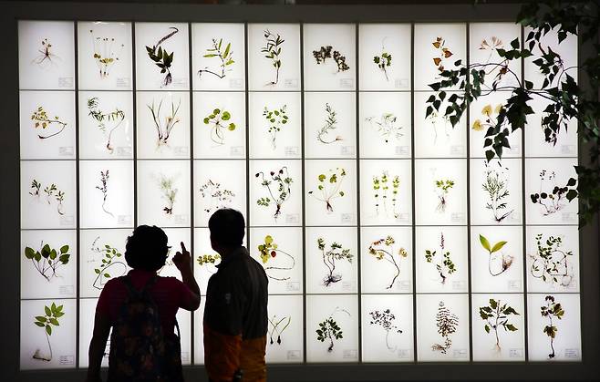 약초 표본 전시 이미지 [산청군 제공. 재판매 및 DB 금지]