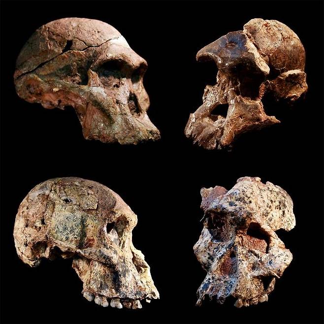 스테르크폰테인 동굴서 발굴된 오스트랄로피테쿠스 속  두개골 [Jason Heaton and Ronald Clarke, in cooperation with the Ditsong Museum of Natural History 제공/ 재판매 및 DB 금지] photo@yna.co.kr