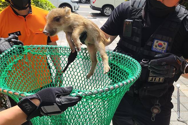 소방관에게 붙잡힌 새끼 멧돼지 [포항북부소방서 제공. 재판매 및 DB 금지]