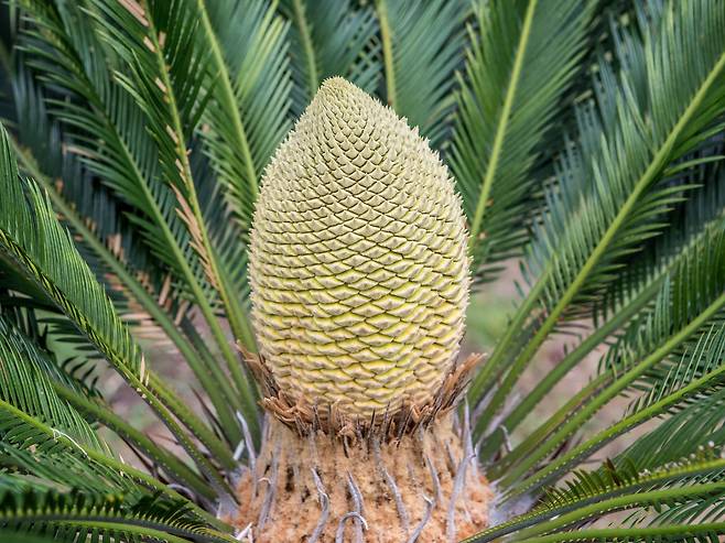 소노캄 여수에 핀 소철꽃(소노인터내셔널 제공)© 뉴스1