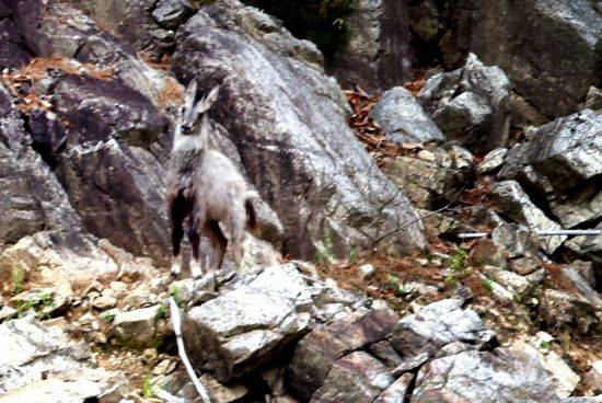 1급멸종위기종이자 천연기념물인 산양이 파로호를 내려다보고 있다