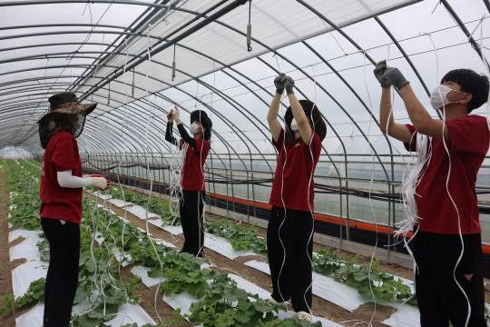 29일 오전 충남 예산군 신암면 조곡리에 위치한 한 농가 비닐하우스에서 대학생들이 호박 줄기 유인 작업을 하고 있다. 사진=박상원 기자