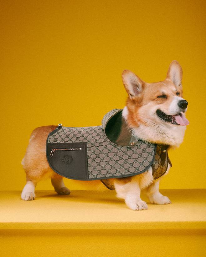 Gucci’s new GG Pet coat, part of the “Gucci Pet Collection,” is worn by a Welsh Corgi. (Gucci)