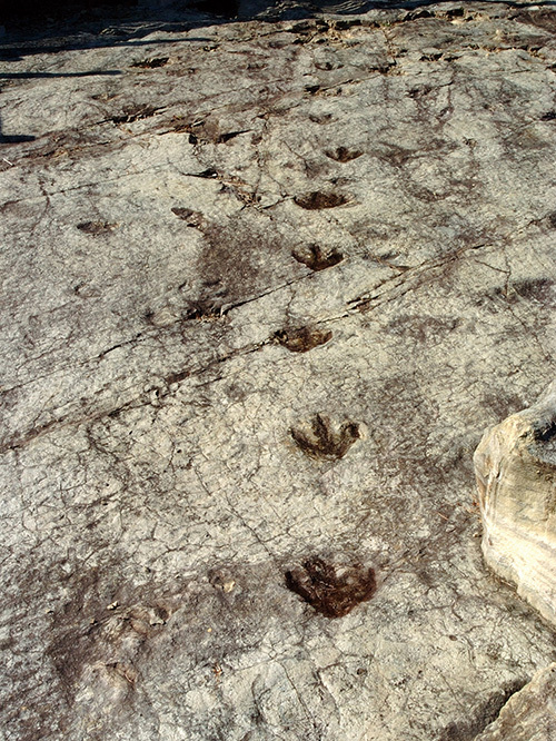 화순 서유리 화석지에 익룡 무리가 남긴 발자국.