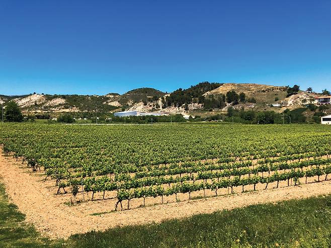 뜨거운 태양의 기운을 쑥쑥 받고 자라는 포도넝쿨들이 줄을 지어 있는 이라체 보데가의 포도밭.