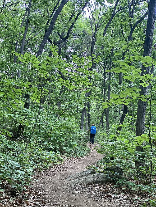 짙은 숲길이 걷고 싶어, 수연약수터 방향 산길을 택했다.