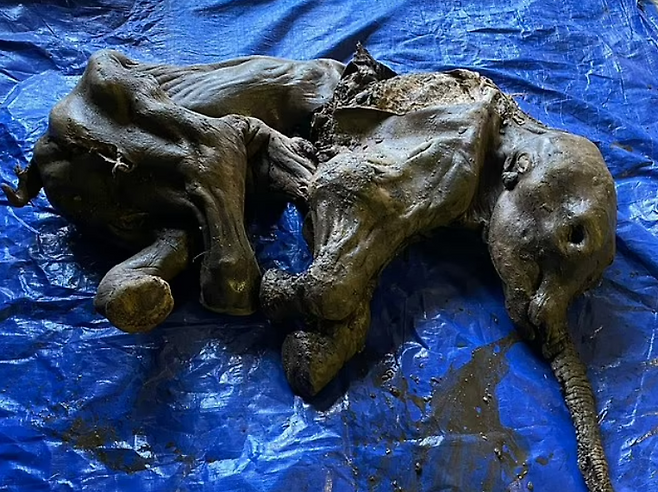 캐나다 영구동토층에서 발견된 3만년 전 새끼 털복숭이 매머드 미라