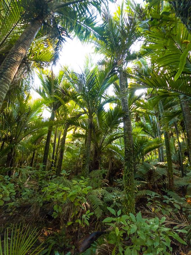 아름다운 히피 트랙 [뉴질랜드관광청 제공]