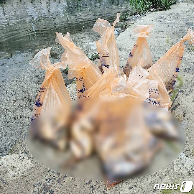 30일 오전 광주 북구 신안교 일대에서 물고기가 집단 폐사했다는 민원이 접수돼 관할 자치구가 현장 조사를 하고 있다. 사진은 집단 폐사한 물고기의 모습. (북구 제공)2022.6.30/뉴스1 © News1 이승현 수습기자