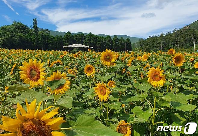 완도 보길도 세연정 주변 4000㎡ 부지에 해바라기 2만송이가 만개했다.(완도군 제공)2022.6.30/뉴스1