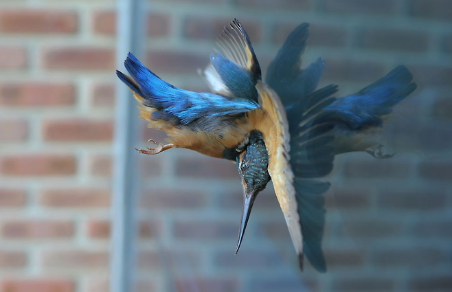 국립생태원이 실제로 투명창에 충돌해 죽은 물총새의 사체를 활용해 충돌 장면을 재연한 모습. 국립생태원 제공