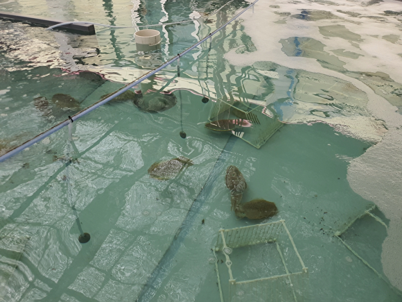 경기도 해양수산자원연구소의 ‘갑오징어’ 실내 산란장. [사진=경기도청]