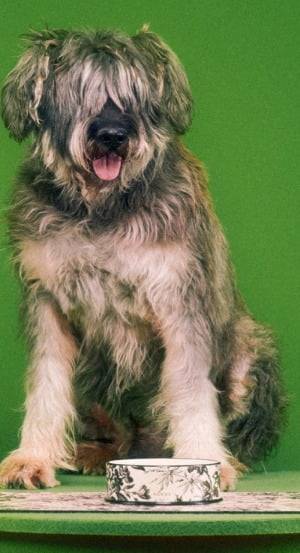 이탈리아 브랜드 구찌는 구찌 펫 컬렉션(Gucci Pet Collection)을 선보인다고 29일 밝혔다. 사진=구찌