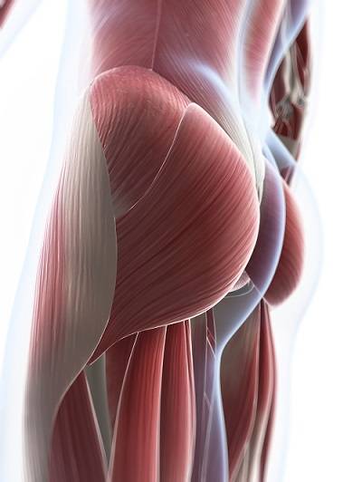 엉덩이근육은 건강의 숨은 원동력이다. 실내운동을 통해서도 충분히 강화할 수 있는 만큼 꾸준히 관리하는 것이 좋다(사진=클립아트코리아).