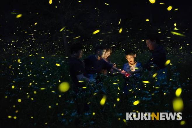 반딧불이(쿠키뉴스 DB)