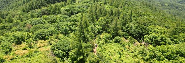초록의 바다를 이룬 대덕산 정상 능선. 초지와 숲이 뒤섞여 있어 정원처럼 보인다. 두문동재에서 검룡소까지 이어지는 트레킹 구간 중에서 시야가 가장 시원하게 트이는 구간이다.