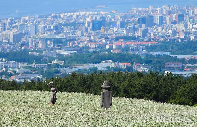 [제주=뉴시스] 우장호 기자 = 제주시 오라동 중산간 평원에 메밀꽃이 활짝 펴 지나는 이들의 시선을 사로 잡고 있다. 2022.06.01. woo1223@newsis.com