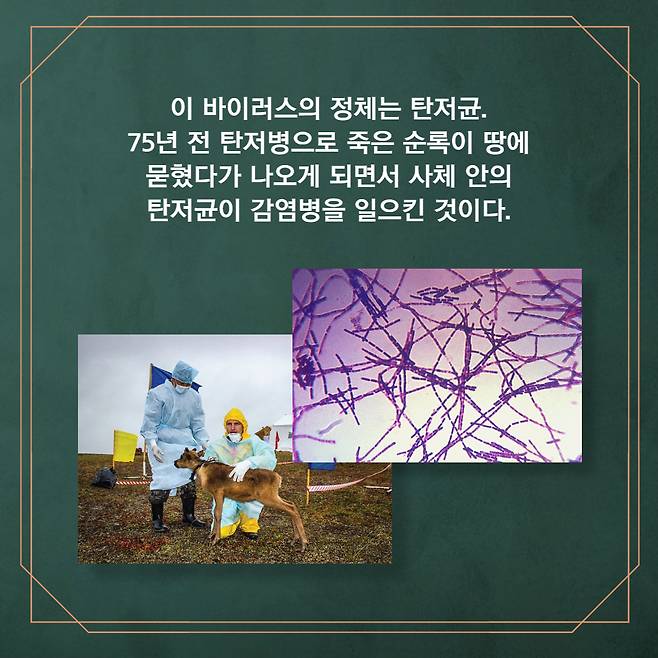 이 바이러스의 정체는 탄저균. 75년 전 탄저병으로 죽은 땅에 묻혔다가 나오게 되면서 사체 안의 탄저균이 감염병을 일으킨 것이다.