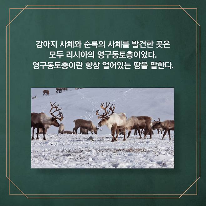 강아지 사체와 순록의 사체를 발견한 곳은 러시아의 영구동토층이었다. 영구동토층이란 항상 얼어있는 땅을 말한다.