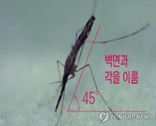 말라리아 매개 모기 [질병관리청 제공. 재판매 및 DB 금지]