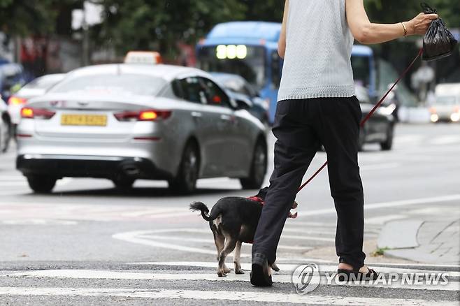 '반려동물 등록하세요'…신고 기간 운영 (서울=연합뉴스) 강민지 기자 = 농림축산식품부가 동물등록제 활성화를 위해 내달 1일부터 8월 31일까지 '동물등록 자진신고 기간'을 운영한다. 동물등록제는 동물 유실·유기 방지 등을 위해 반려견 정보를 시·군·구청에 등록하도록 하는 것이다.
사진은 27일 반려동물과 산책하는 한 시민.  2022.6.27 mjkang@yna.co.kr