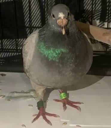 [미국 앨라배마주 먼로빌 동물보호소]