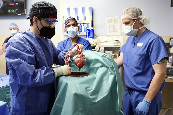 지난 1월7일(현지시간) 미국 메릴랜드대 의료진이 시한부 심장질환자에게 이식할 돼지의 심장을 들어 보이고 있다. 의료진은 유전자 조작을 통해 거부반응을 없앰으로써 세계 최초로 이식에 성공했다. 볼티모어=AP연합