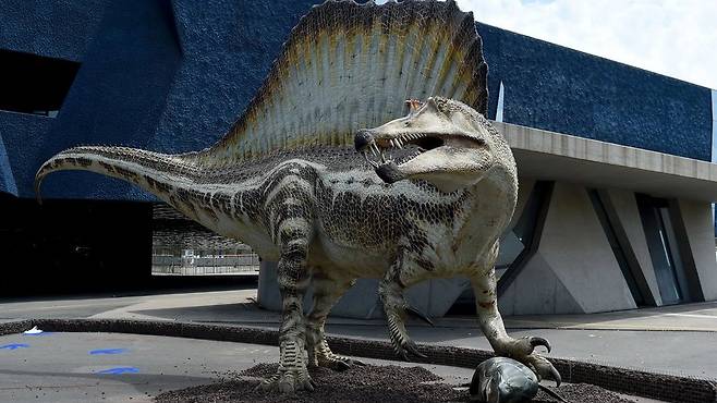 일부 전문가들은 스피노사우루스가 수영 용도로 돛을 사용했다고 추정하지만, 이 돛은 구애용이었을 수도 있다
