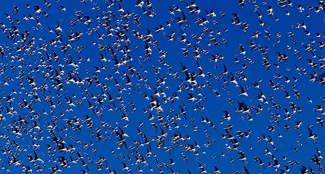 Earth Traveller 민물도요; 푸른 가을 하늘에 뿌려진 꽃잎처럼 새들의 비행이 경이롭다.이 처럼 하늘을 뒤덮은 민물도요의 군무를 이제는 좀처럼 만나기 쉽지않다.새들이 떠난 저 하늘을 무엇으로 채울 수 있을까? 도요의 날개 짓 소리가 그리운 순간이다. 옥구염전 2003.10.20 /사진가 이종렬